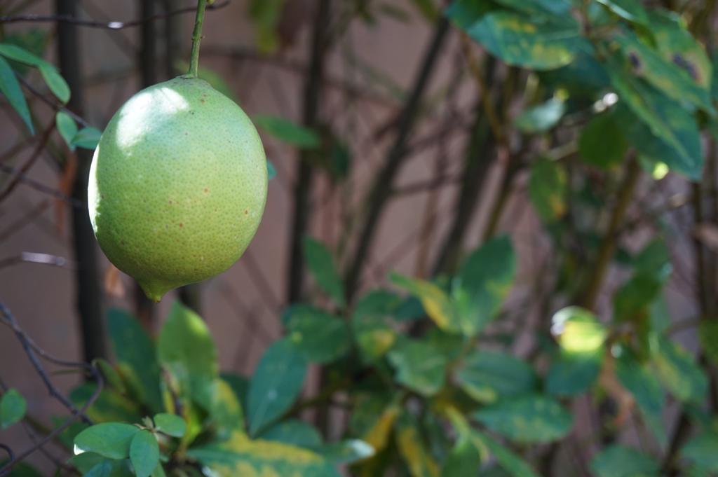 ホテル Antica Dimora Horti Luculliani ローマ エクステリア 写真
